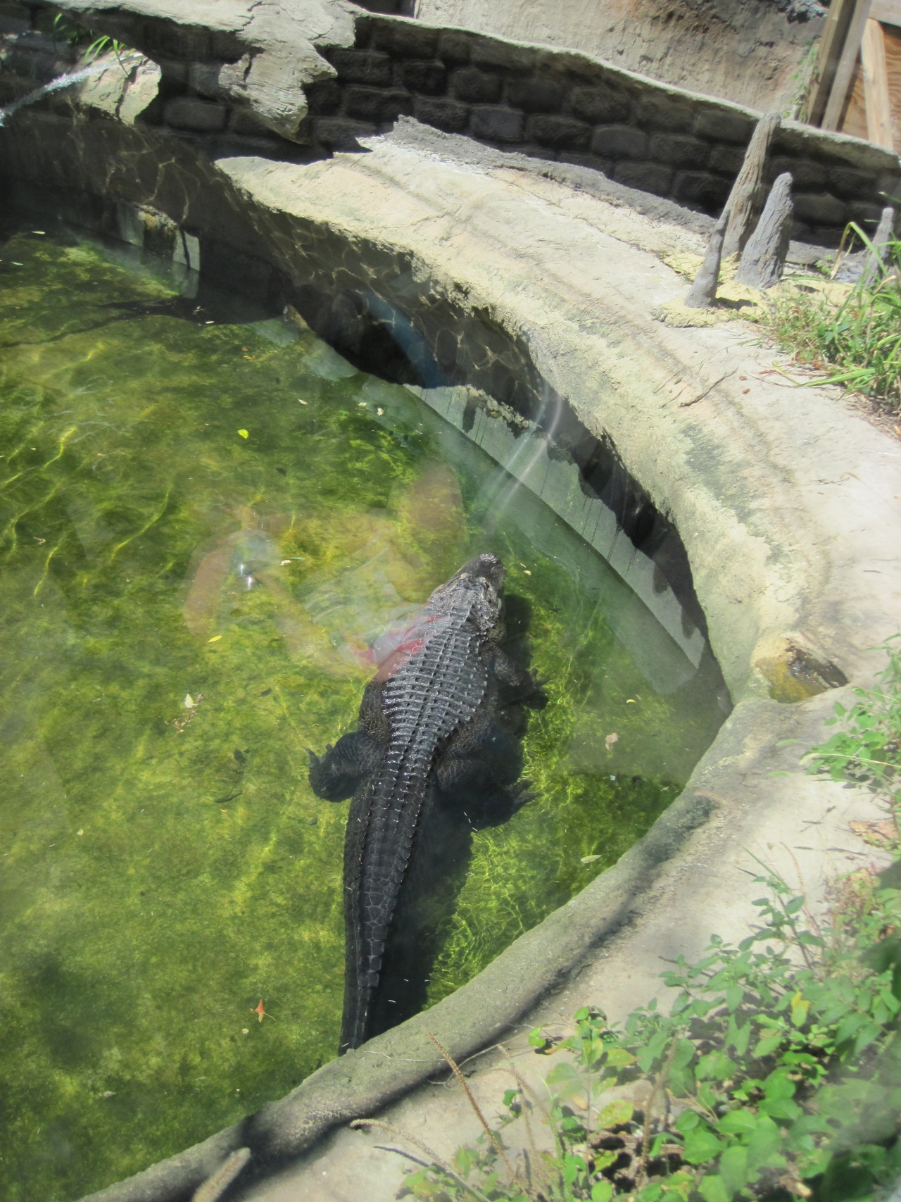 American Alligator At Turtle Back Zoo In West Orange New Jersey Is