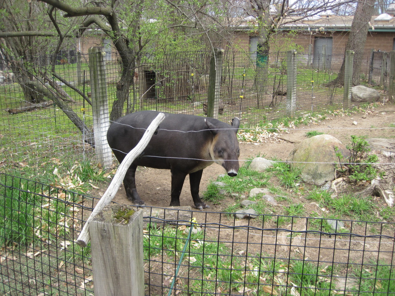 Baird’s Tapir at the Bergen County Zoo at Van Saun County Park New