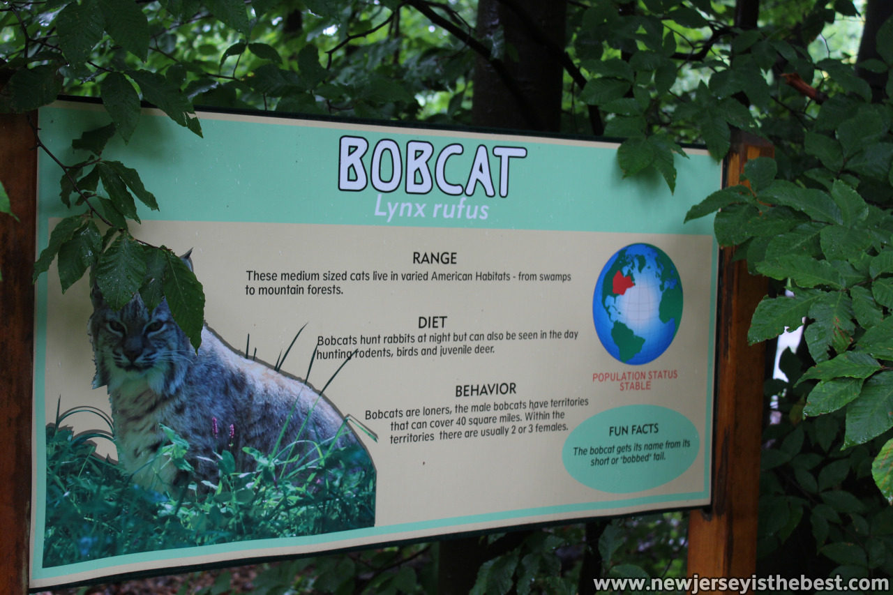 Bobcat sign at the Turtle Back Zoo in West Orange – New Jersey is the Best