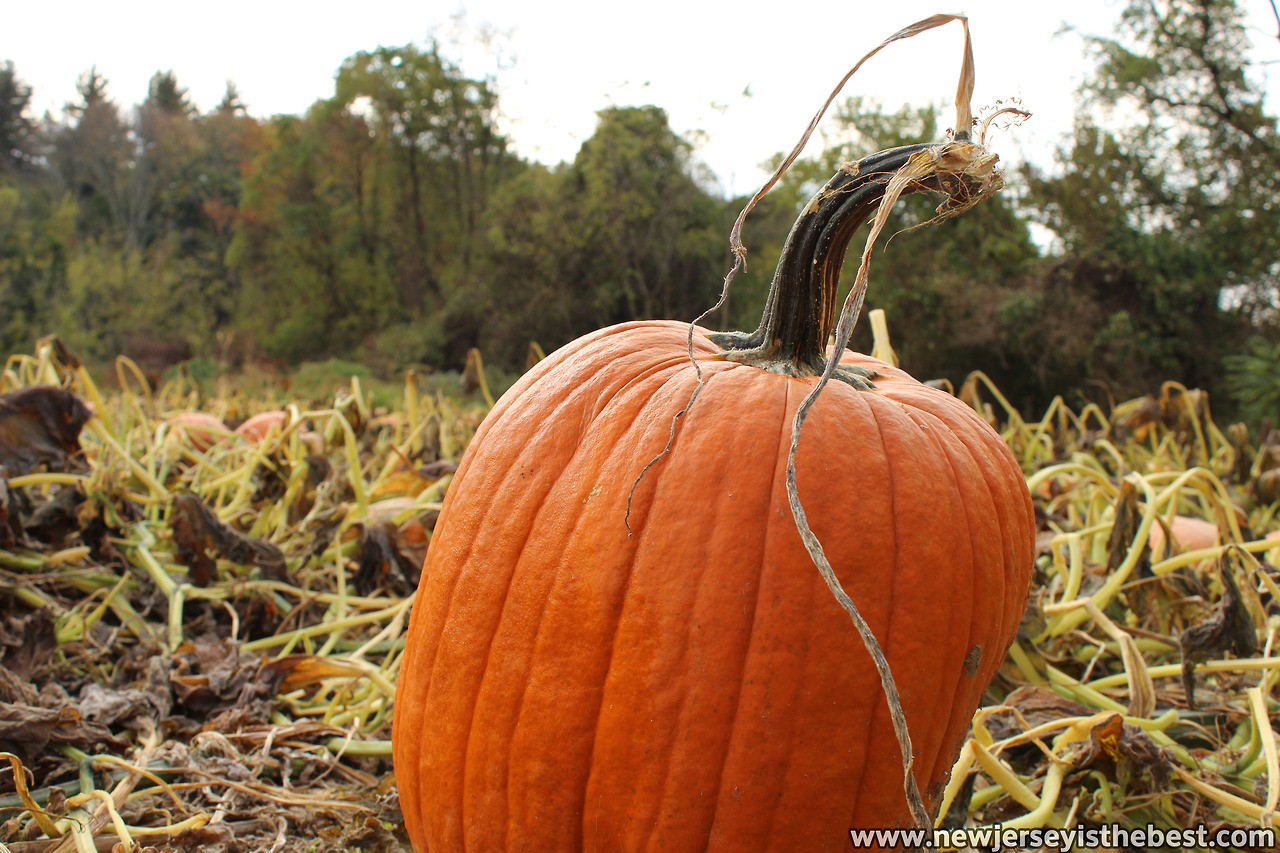 Pumpkin in a pumpkin patch at Tranquility Farm in Chester – New Jersey ...